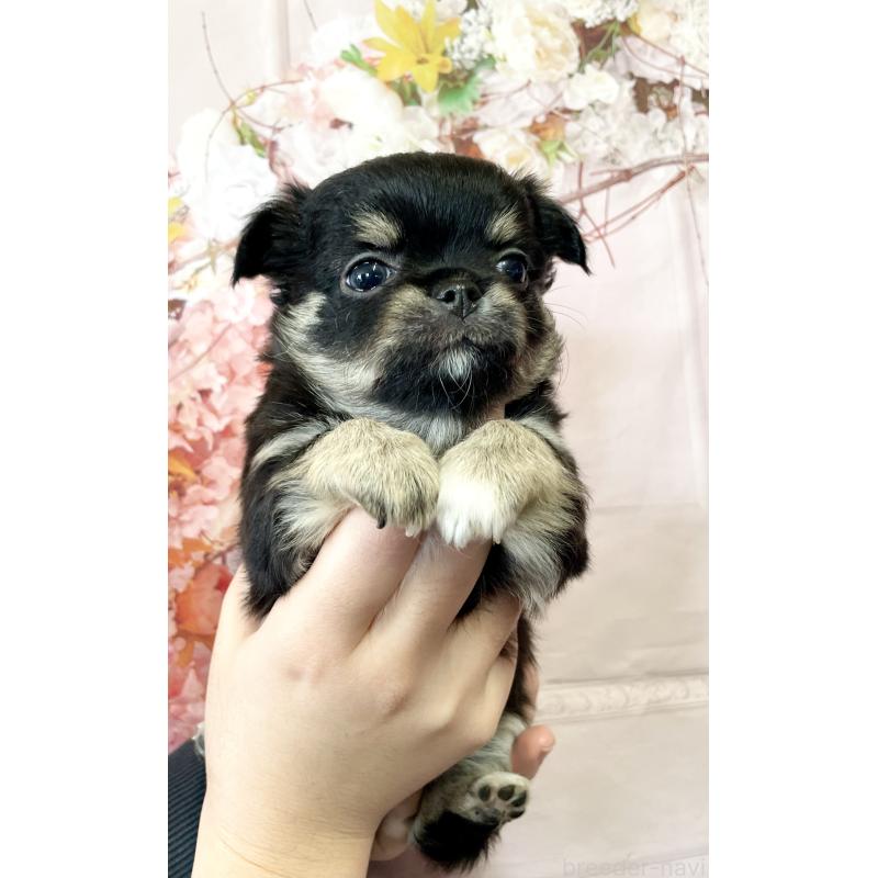 販売中の静岡県のチワワ(ロングコート)-424649の3枚目