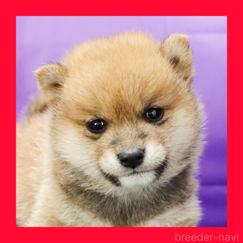 成約済の愛知県の豆柴-422010