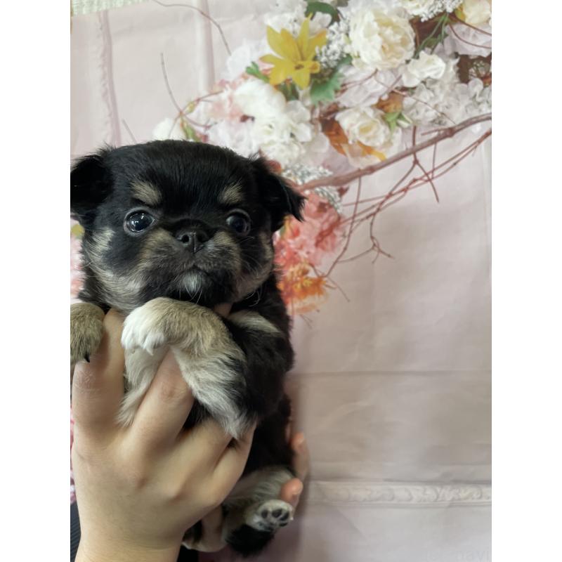 販売中の静岡県のチワワ(ロングコート)-424649の2枚目