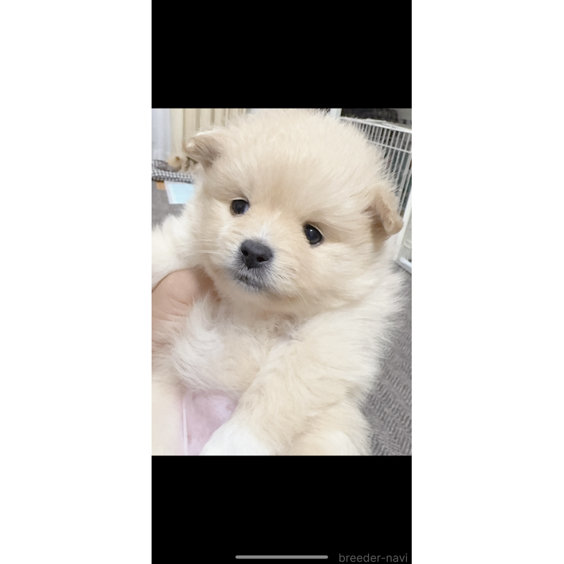 成約済の岡山県のポメラニアン-425507の6枚目