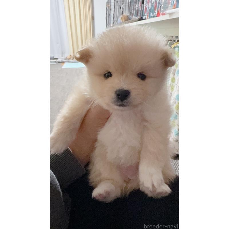 成約済の岡山県のポメラニアン-425507の5枚目