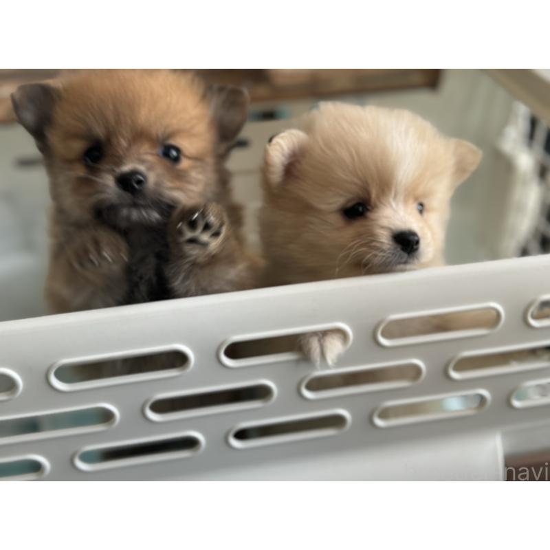 成約済の岡山県のポメラニアン-425507の4枚目