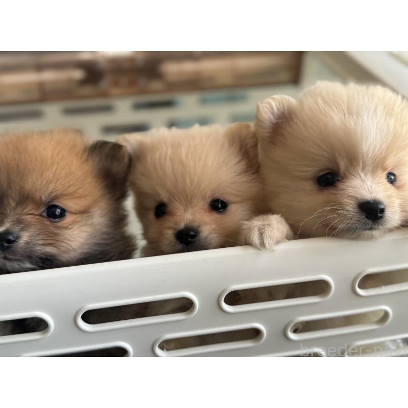 成約済の岡山県のポメラニアン-425507の3枚目