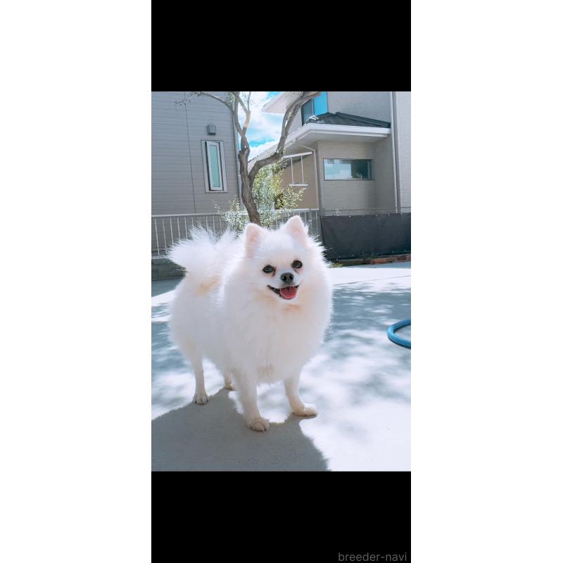 蘭mamaちゃん1枚目