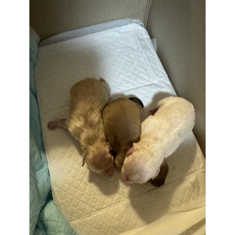 成約済の岡山県のポメラニアン-425506の2枚目