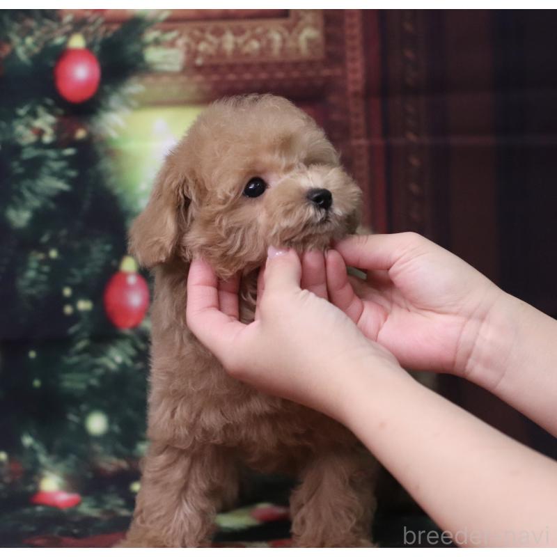 販売中の兵庫県のタイニープードル-426641の4枚目