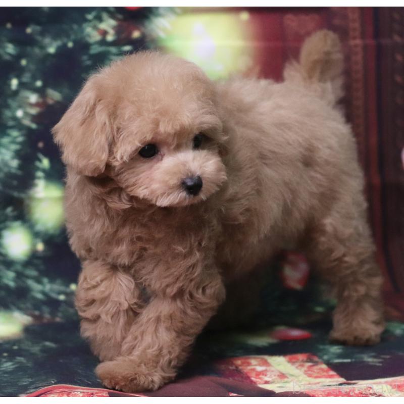 販売中の兵庫県のタイニープードル-426641の3枚目