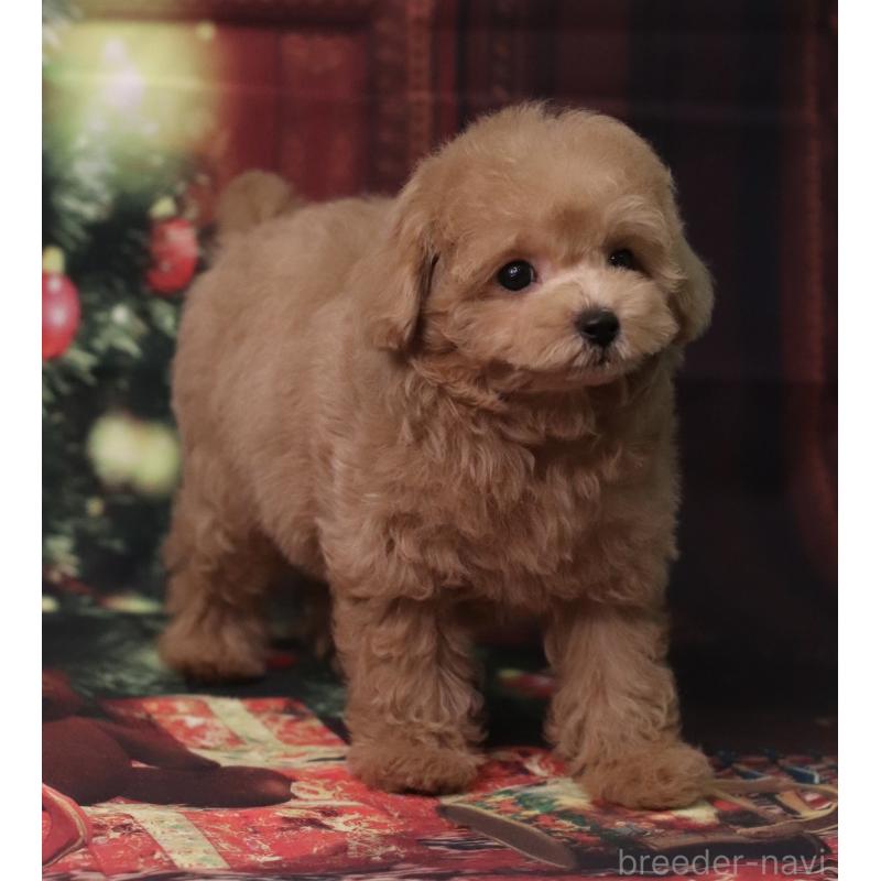 販売中の兵庫県のタイニープードル-426641の2枚目