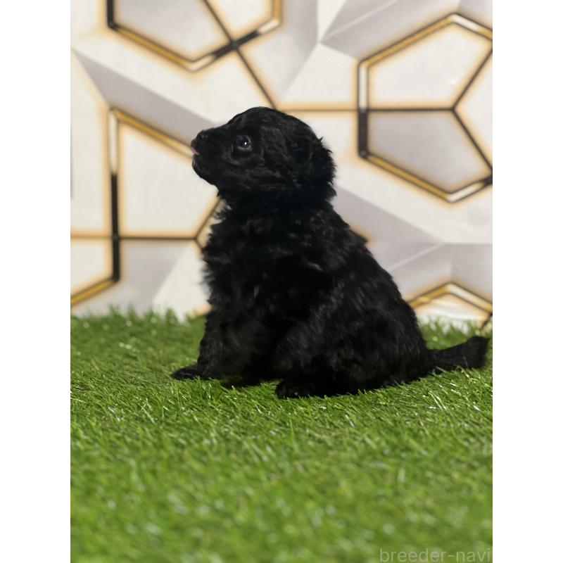 販売中の静岡県のポメプー:ポメラニアン×トイプードル-426643の6枚目