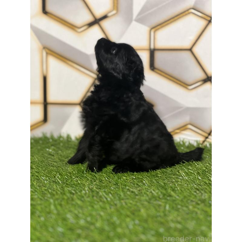 販売中の静岡県のポメプー:ポメラニアン×トイプードル-426643の5枚目