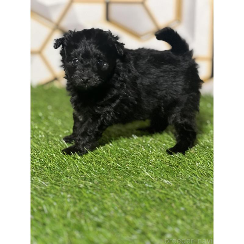 販売中の静岡県のポメプー:ポメラニアン×トイプードル-426643の4枚目