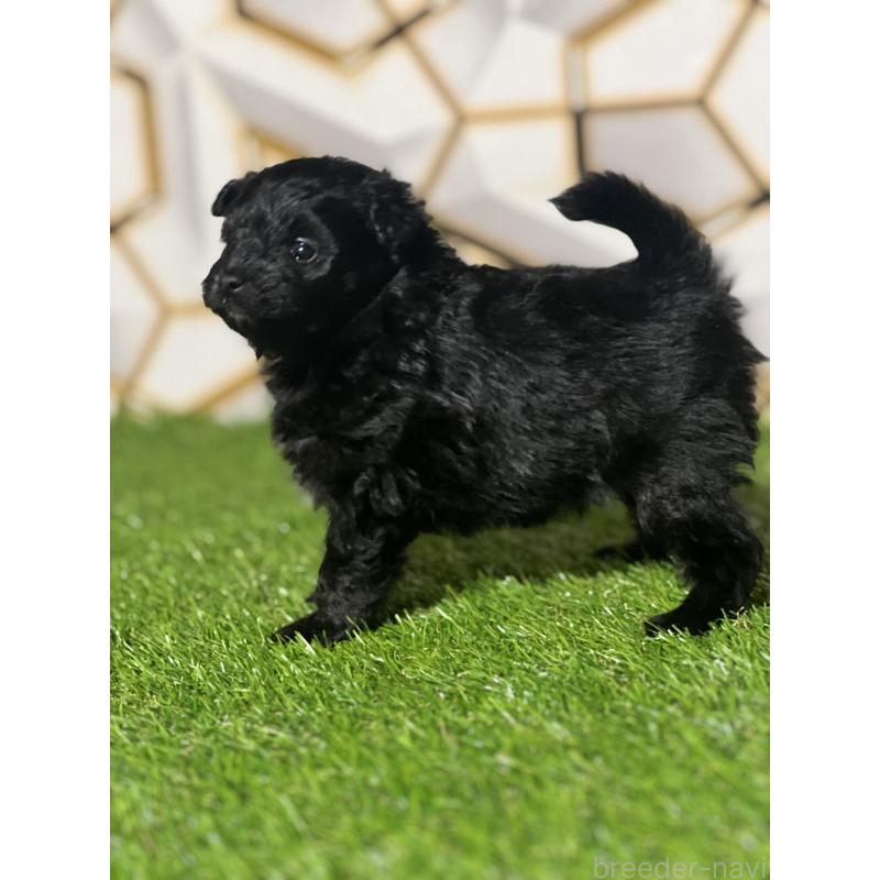 販売中の静岡県のポメプー:ポメラニアン×トイプードル-426643の3枚目