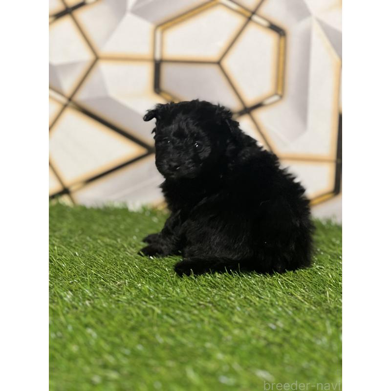 販売中の静岡県のポメプー:ポメラニアン×トイプードル-426643の2枚目