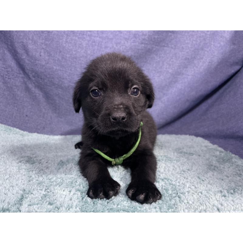 販売中の千葉県のミックス犬-424308