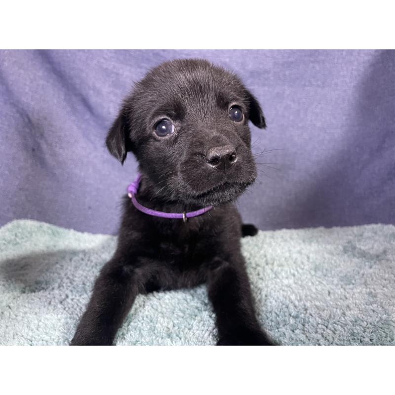 千葉犬 千葉県のミックス犬｜女の子・2025/10/09生まれ・ブラック(黒)（子犬ID