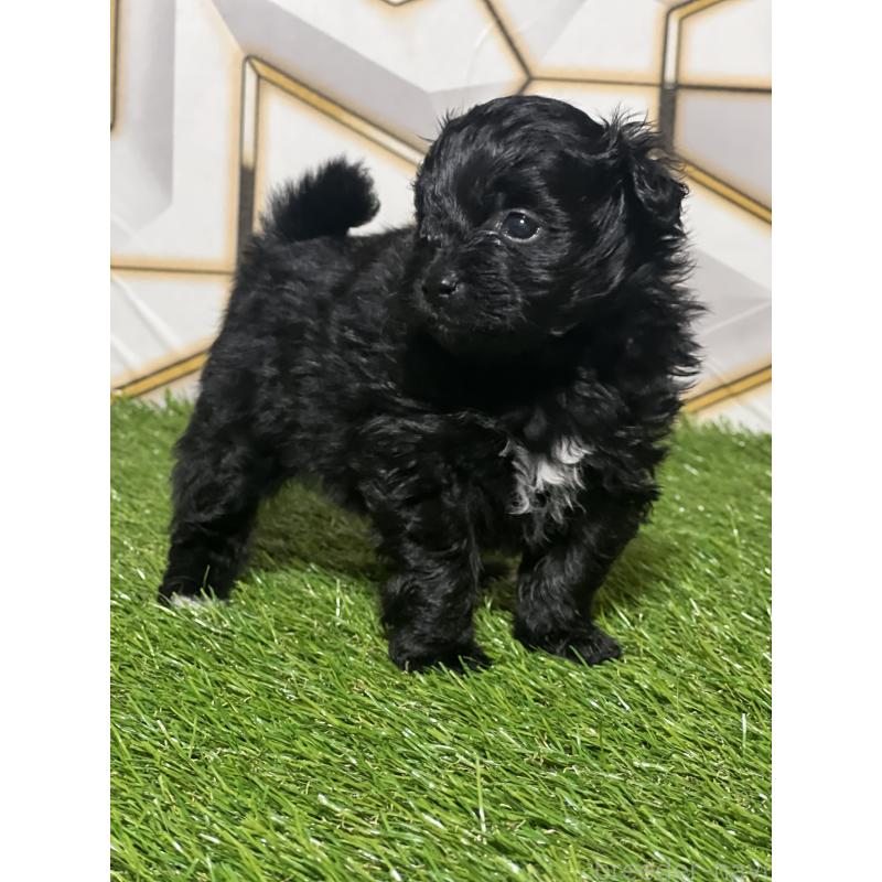 販売中の静岡県のポメプー:ポメラニアン×トイプードル-426645の8枚目