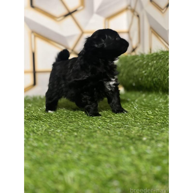 販売中の静岡県のポメプー:ポメラニアン×トイプードル-426645の7枚目