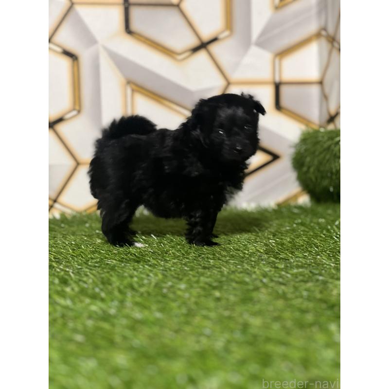 販売中の静岡県のポメプー:ポメラニアン×トイプードル-426645の6枚目