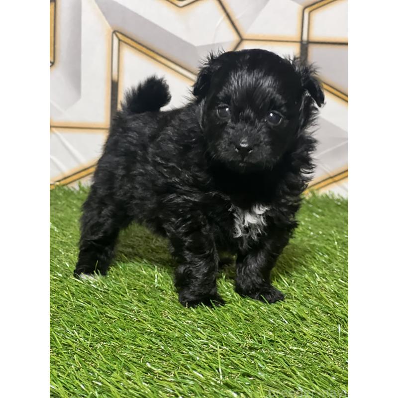 販売中の静岡県のポメプー:ポメラニアン×トイプードル-426645の5枚目