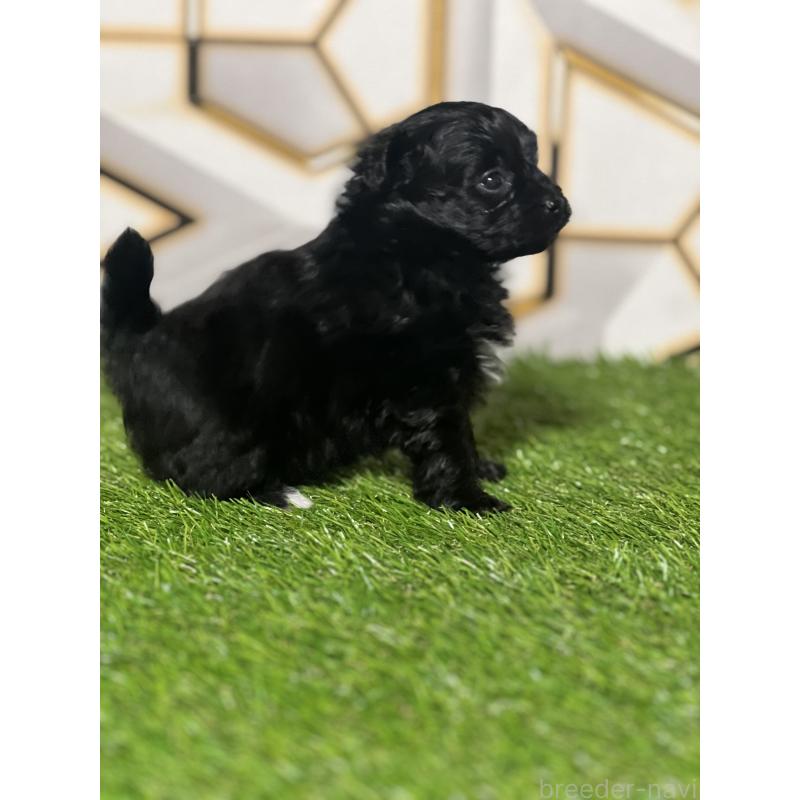 販売中の静岡県のポメプー:ポメラニアン×トイプードル-426645の4枚目