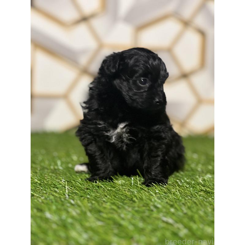 販売中の静岡県のポメプー:ポメラニアン×トイプードル-426645の3枚目