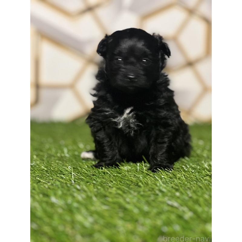 販売中の静岡県のポメプー:ポメラニアン×トイプードル-426645の2枚目