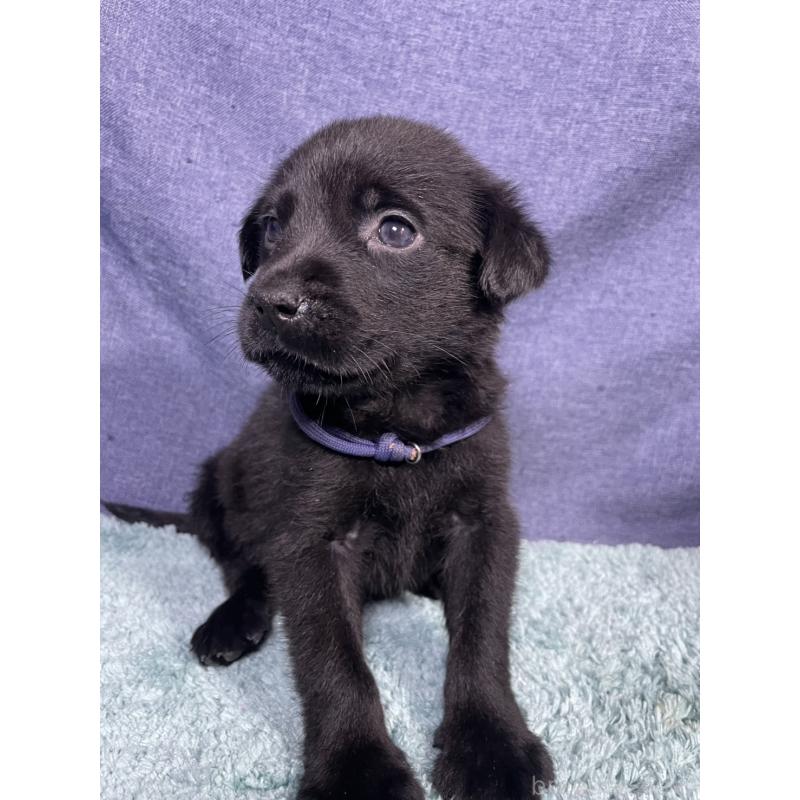 販売中の千葉県のミックス犬-424301の23枚目