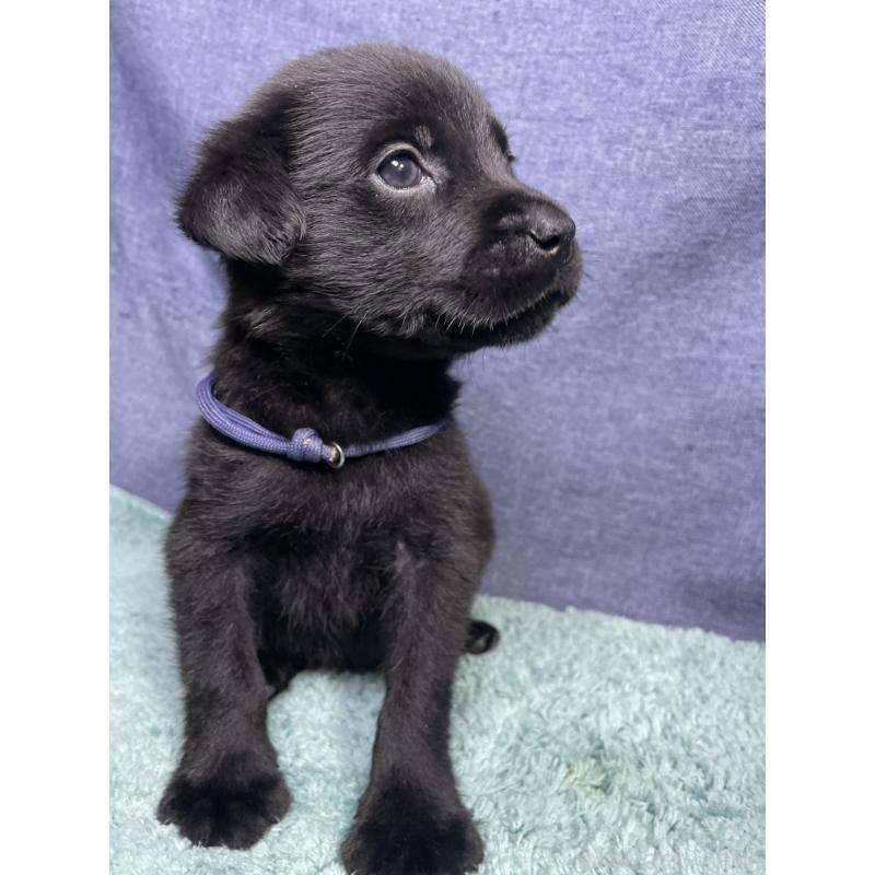 販売中の千葉県のミックス犬-424301の22枚目