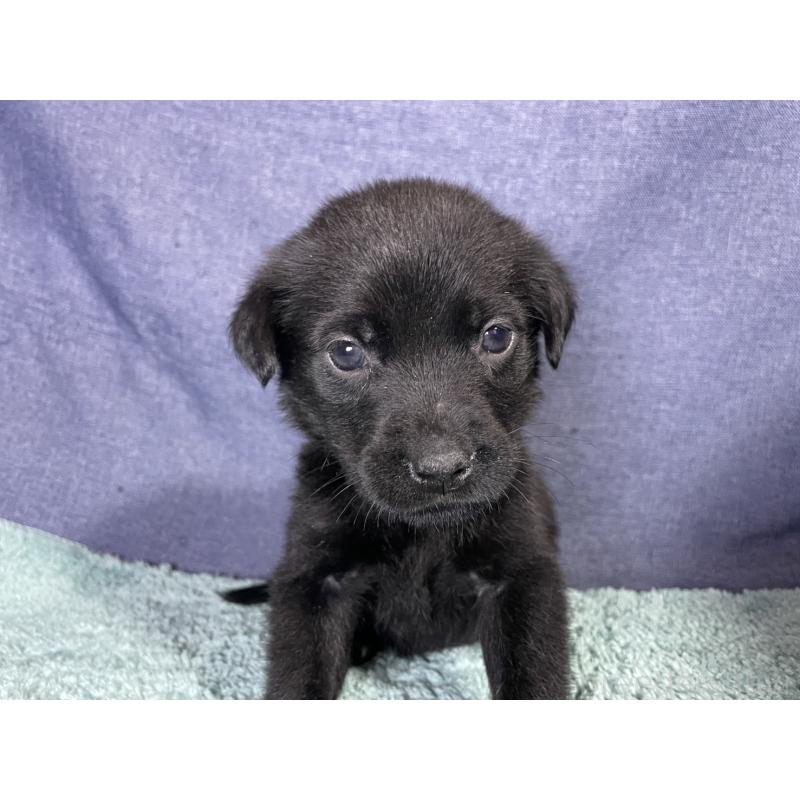 販売中の千葉県のミックス犬-424301の21枚目