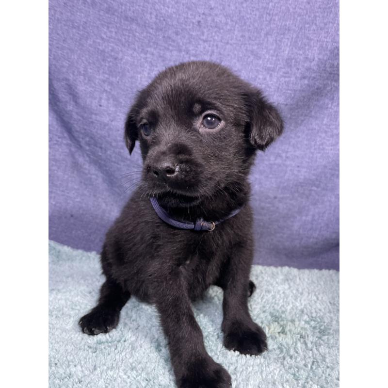 販売中の千葉県のミックス犬-424301の20枚目