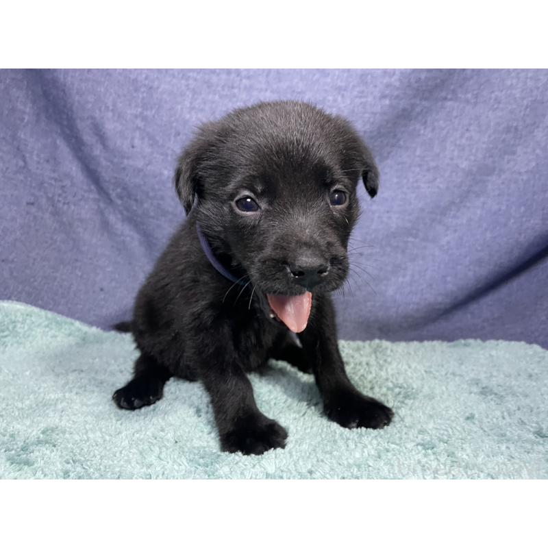 販売中の千葉県のミックス犬-424301の19枚目