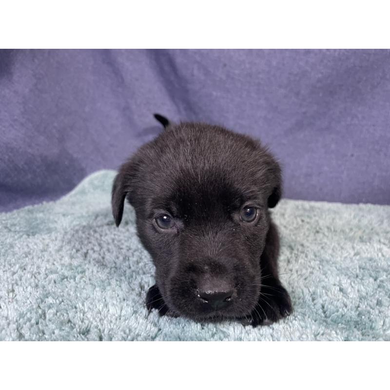 販売中の千葉県のミックス犬-424303の23枚目