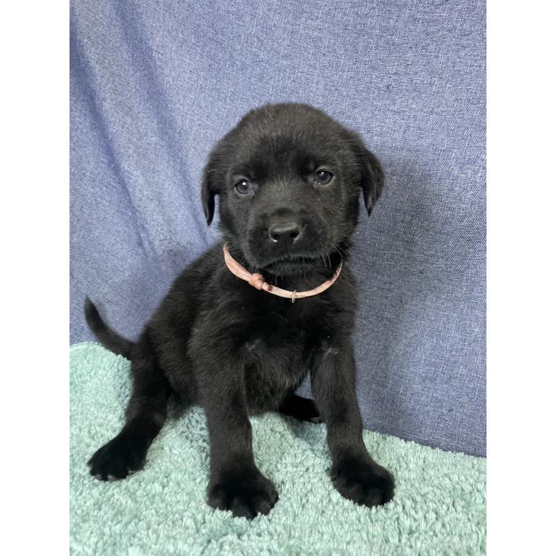 販売中の千葉県のミックス犬-424303の22枚目