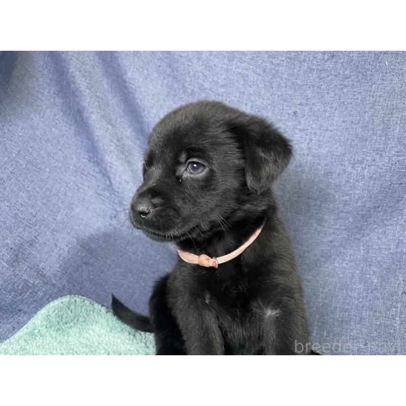 販売中の千葉県のミックス犬-424303の21枚目