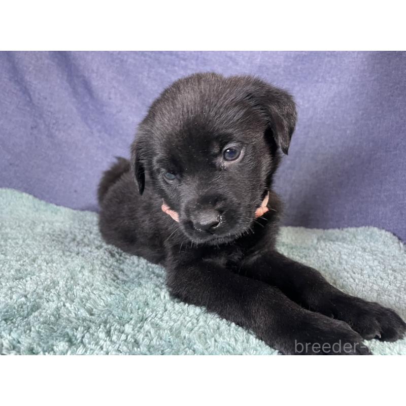 販売中の千葉県のミックス犬-424303の20枚目