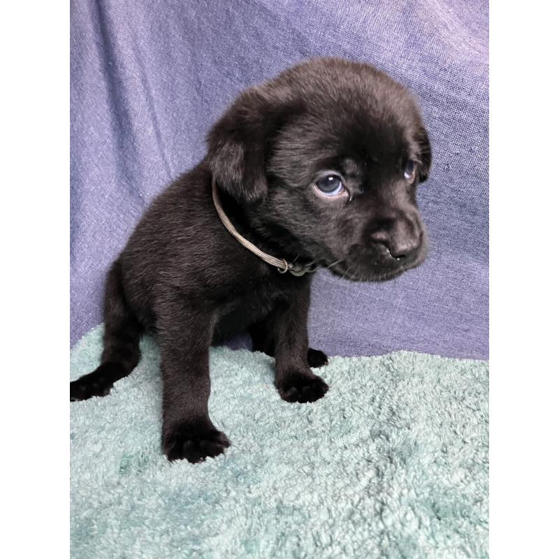 販売中の千葉県のミックス犬-424302の25枚目