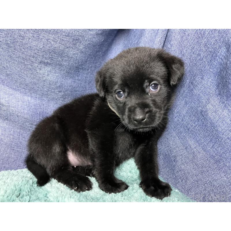 販売中の千葉県のミックス犬-424302の24枚目