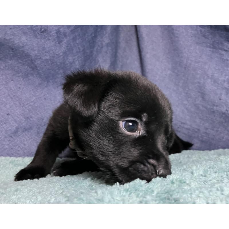 販売中の千葉県のミックス犬-424302の23枚目