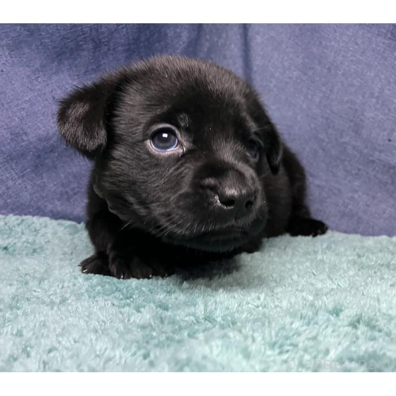 販売中の千葉県のミックス犬-424302の22枚目