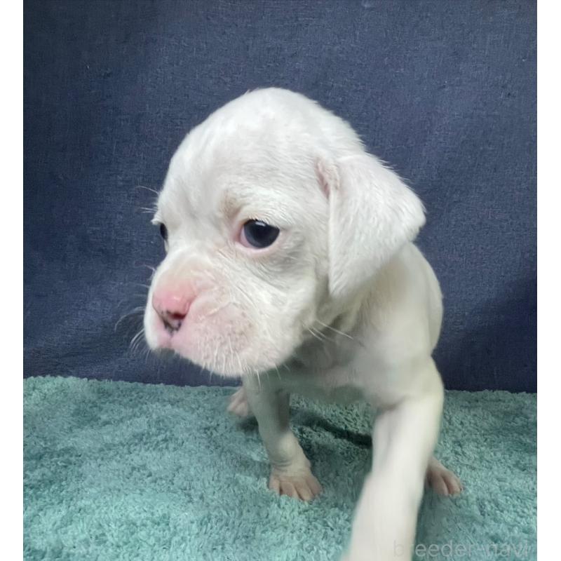 販売中の千葉県のボクサー-424121の20枚目