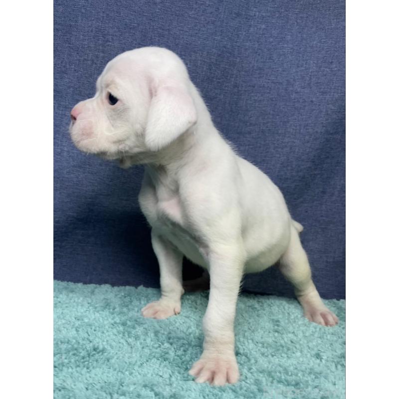 販売中の千葉県のボクサー-424121の19枚目