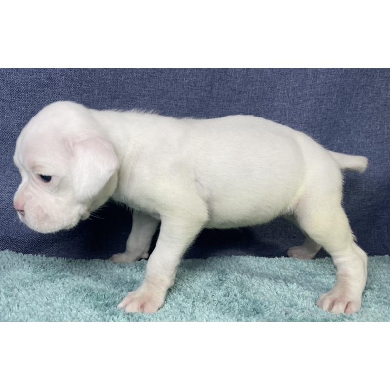 販売中の千葉県のボクサー-424121の18枚目