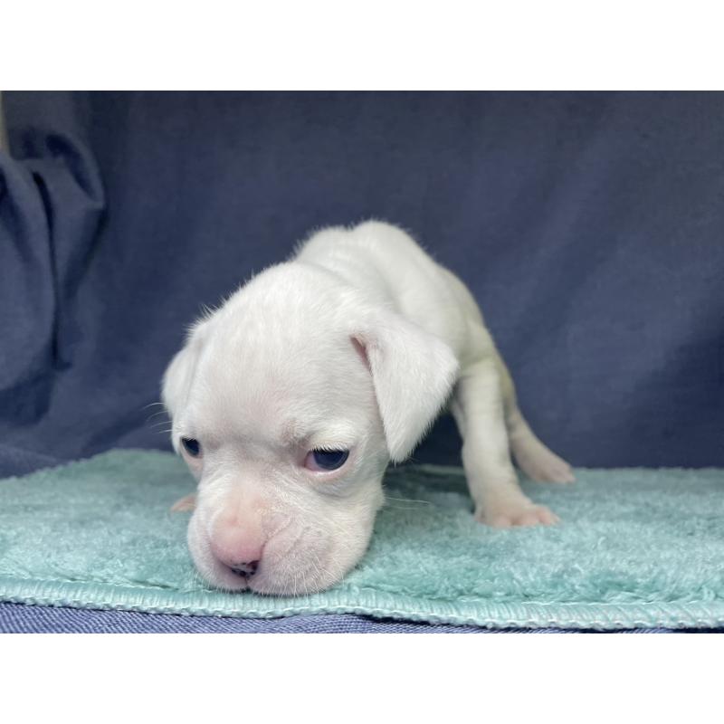 販売中の千葉県のボクサー-424121の17枚目