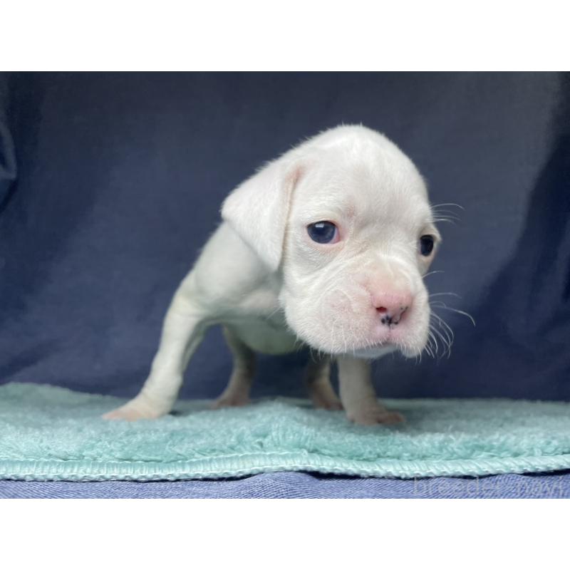 販売中の千葉県のボクサー-424121の16枚目