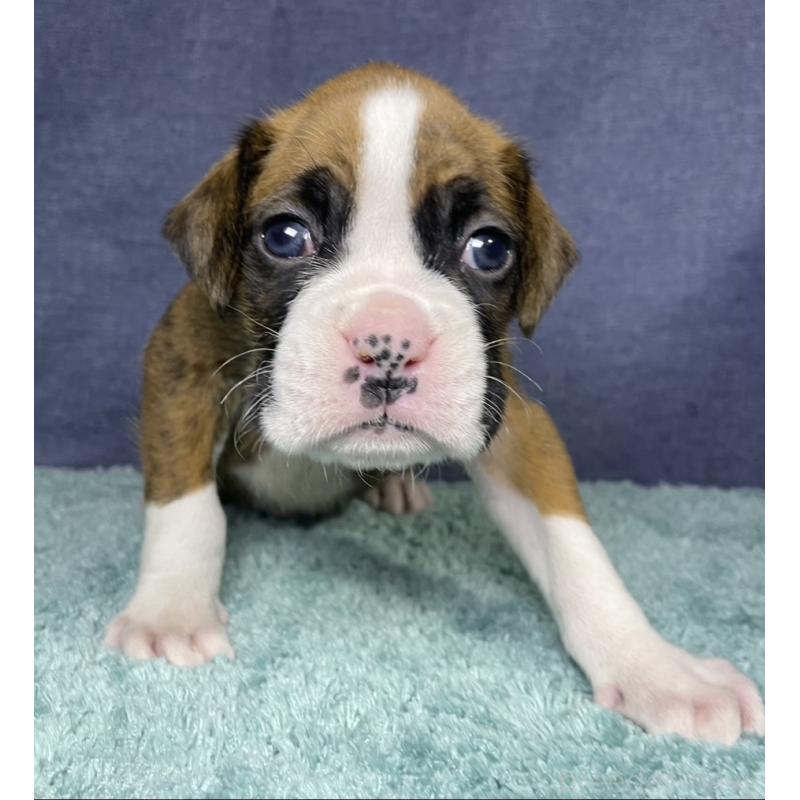 販売中の千葉県のボクサー-424120の18枚目