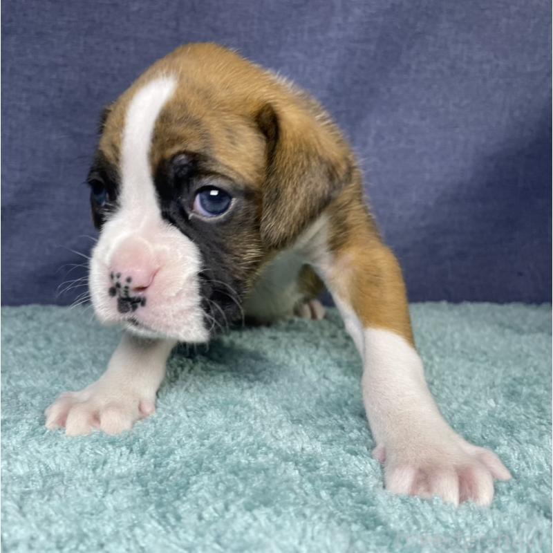 販売中の千葉県のボクサー-424120の17枚目