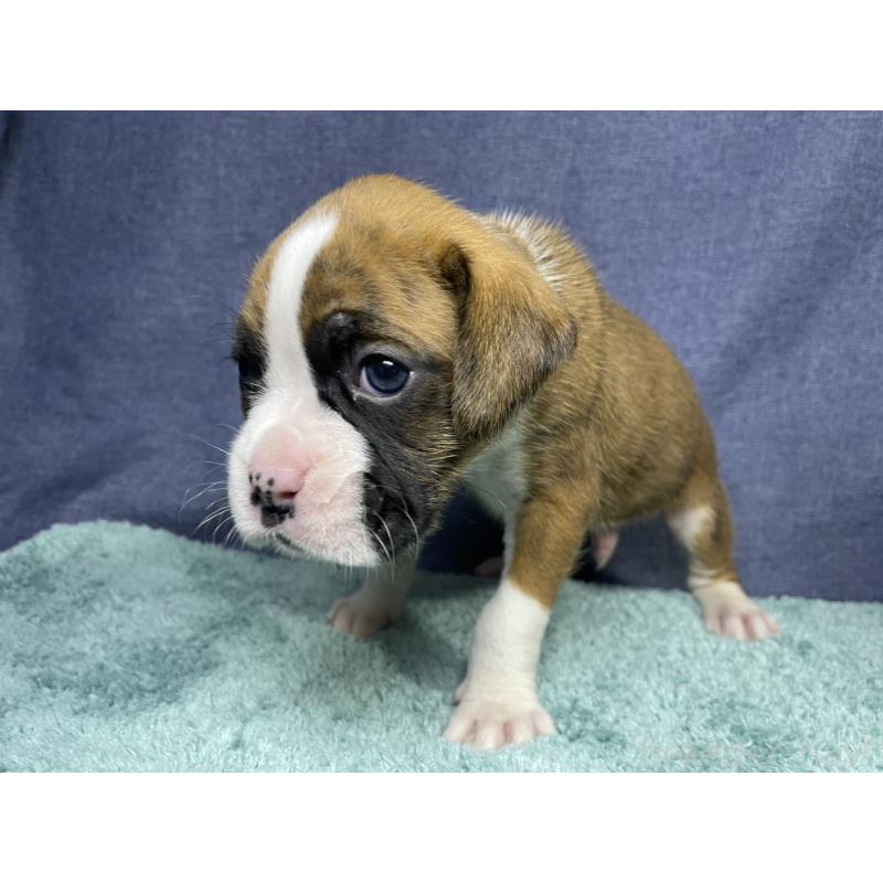 販売中の千葉県のボクサー-424120の16枚目