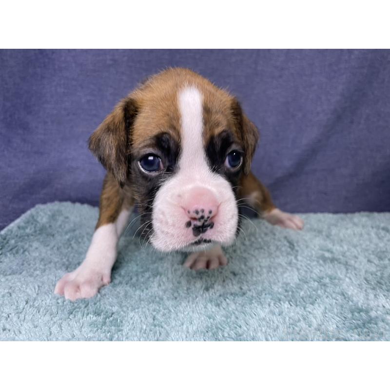 販売中の千葉県のボクサー-424120