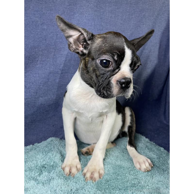 販売中の千葉県のボストンテリア-400573