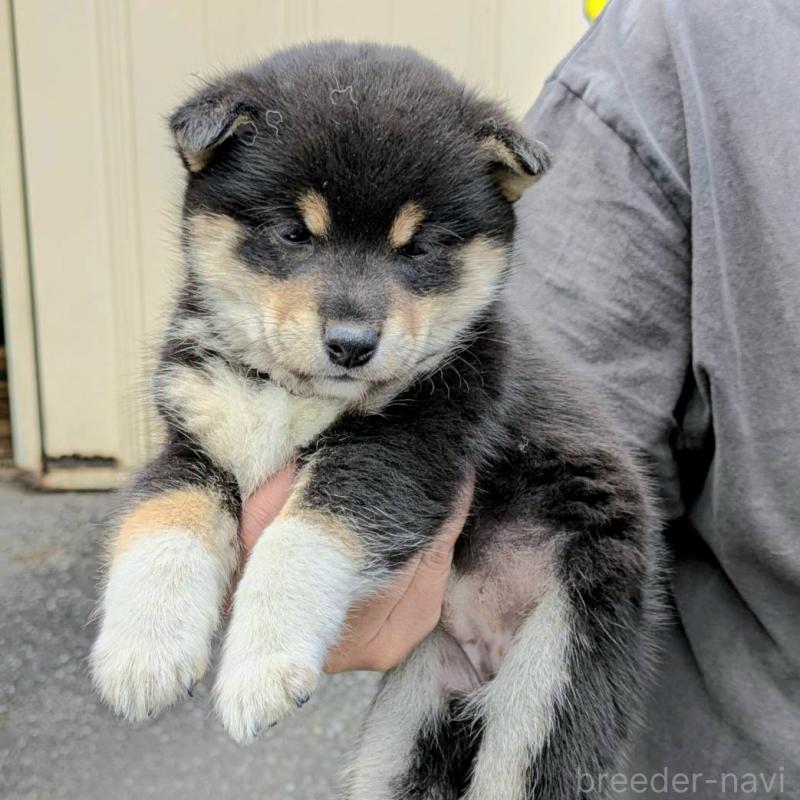 販売中の神奈川県の豆柴-426646の4枚目